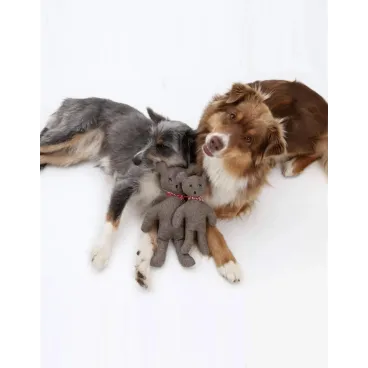 chien-dormant-avec-doudou-ours-bella-concept-store-dog