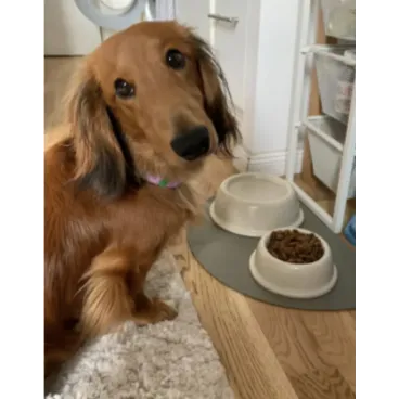 Petit chien mangeant dans la gamelle blanche - Bella Concept Store Dog