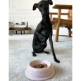 Gamelle rose pour chien & chat en céramique - Cafide