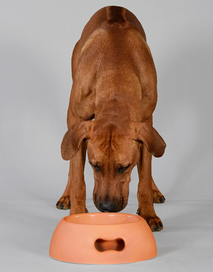 gamelle-chien-design-moderne-orange-luxe