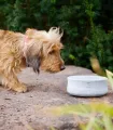 Petit chien profitant de son repas dans une gamelle design LABONI en pierre.