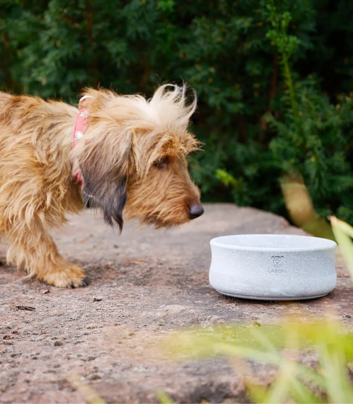 Petit chien profitant de son repas dans une gamelle design LABONI en pierre.