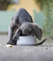 Gamelle design en pierre naturelle Rocky par LABONI - Écuelle haut de gamme pour chien et chat.