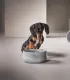 Chiot mangeant ses croquettes dans une gamelle de luxe en pierre naturelle Rocky.