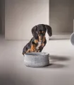 Chiot mangeant ses croquettes dans une gamelle de luxe en pierre naturelle Rocky.