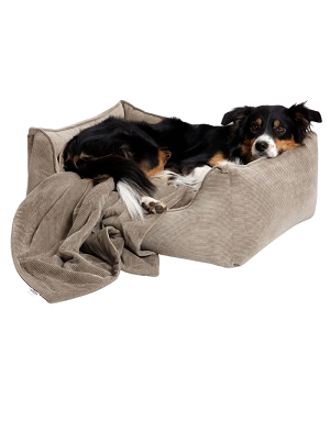 Chien couché dans le lit Cosy en velours beige et plaid assorti