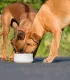 Chiens nourris avec des gamelles doubles en pierre naturelle de la marque LABONI.
