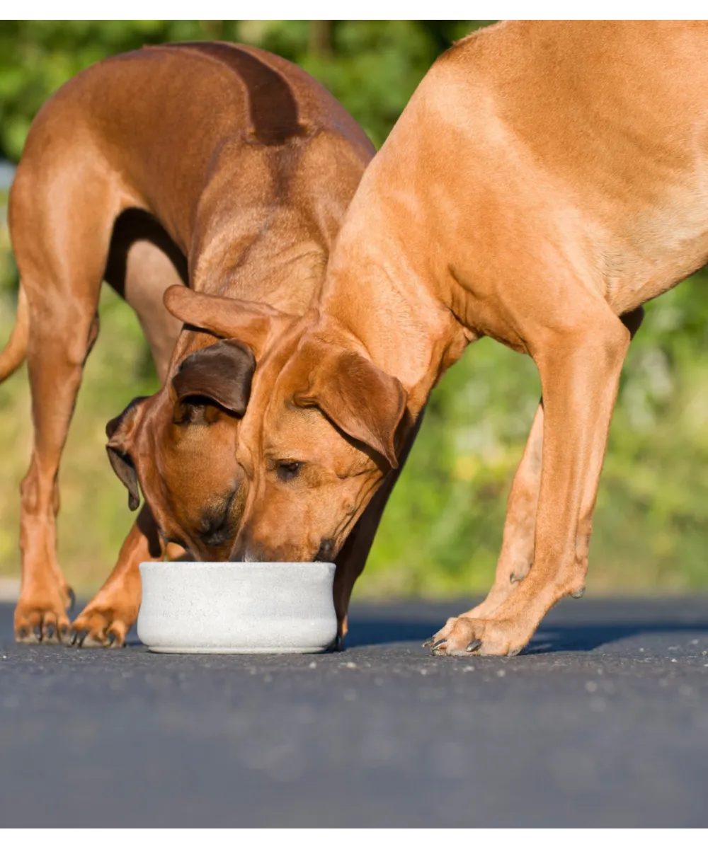 Chiens nourris avec des gamelles doubles en pierre naturelle de la marque LABONI.