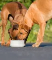 Chiens nourris avec des gamelles doubles en pierre naturelle de la marque LABONI.
