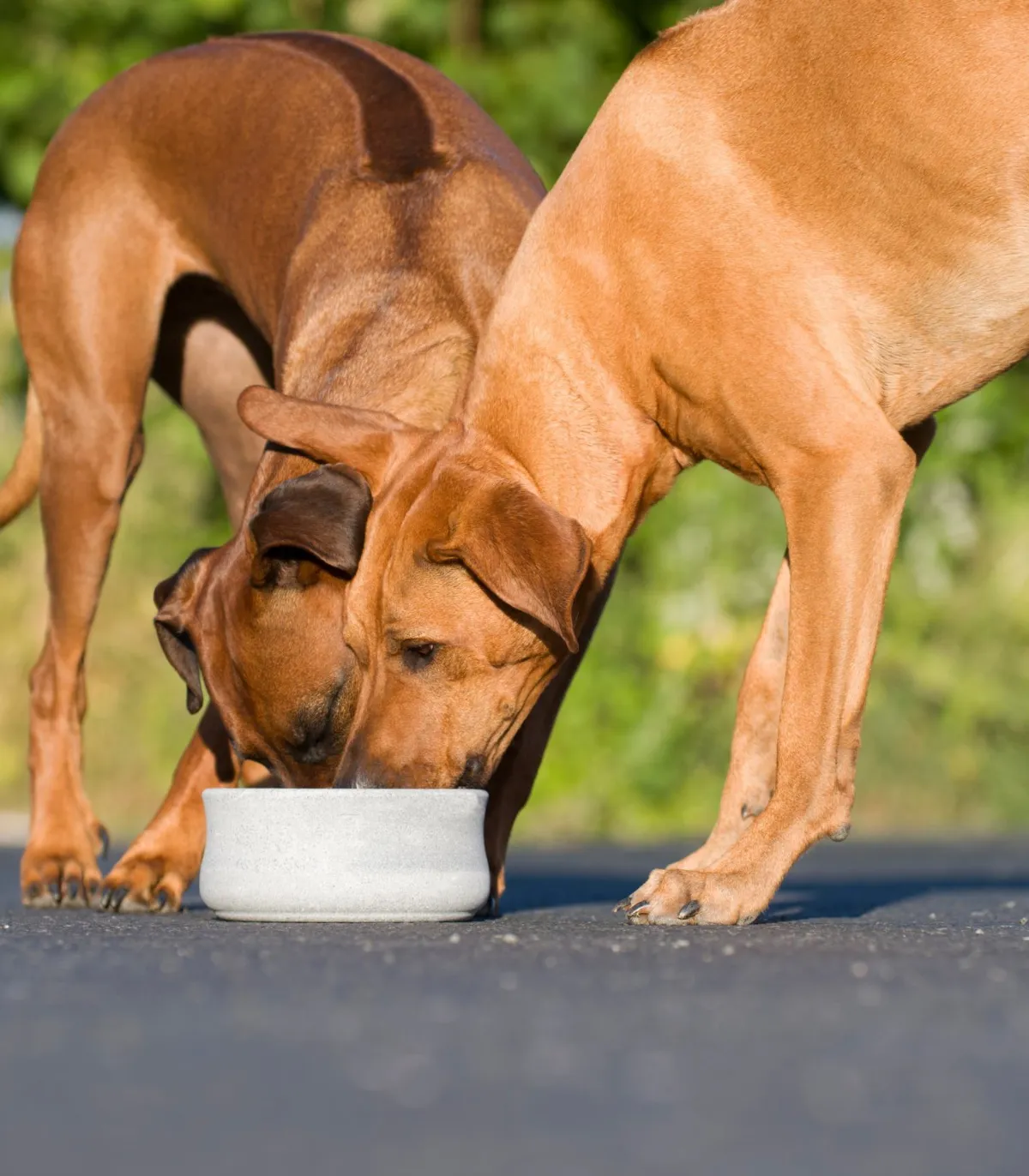 Chiens nourris avec des gamelles doubles en pierre naturelle de la marque LABONI.
