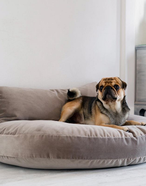 Couchage gris minéral pour chien – Velours Oeko-Tex