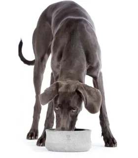 Chien posant près de ses gamelles en pierre naturelle haut de gamme.