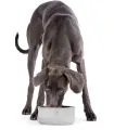 Chien posant près de ses gamelles en pierre naturelle haut de gamme.
