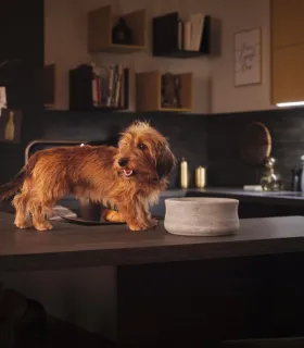 Intérieur luxueux et cosy avec un panier et des gamelles design pour chien.