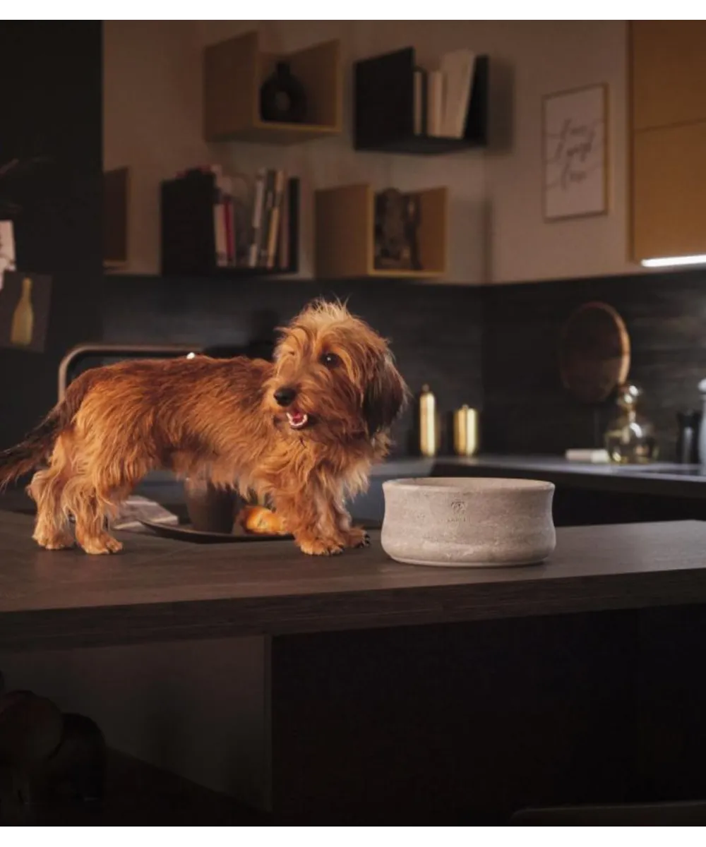 Intérieur luxueux et cosy avec un panier et des gamelles design pour chien.