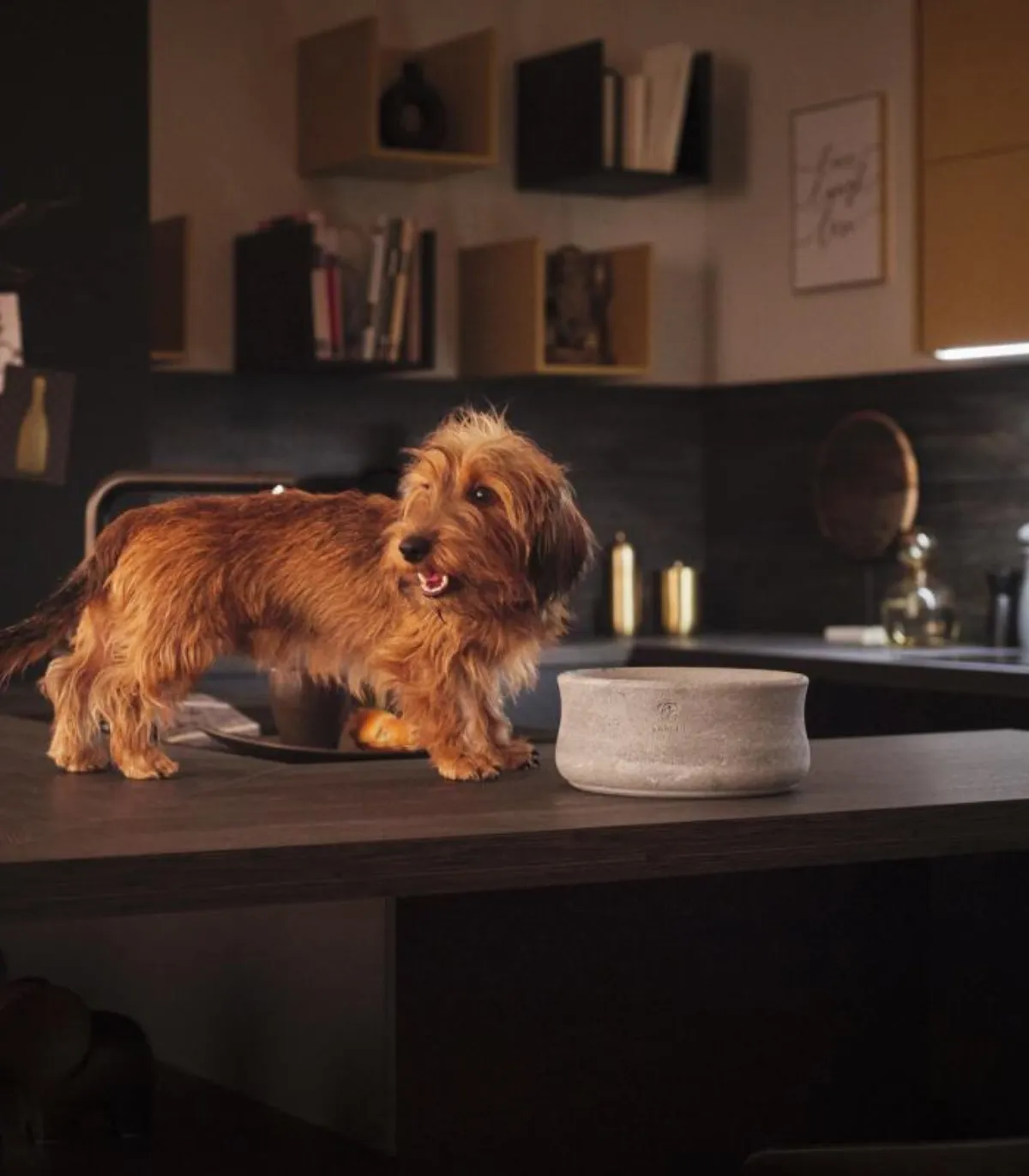 Intérieur luxueux et cosy avec un panier et des gamelles design pour chien.