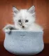 Chat blanc reposant élégamment près d'un panier en feutre pour animal.