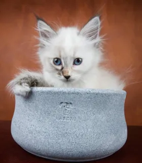 Chat blanc reposant élégamment près d'un panier en feutre pour animal.