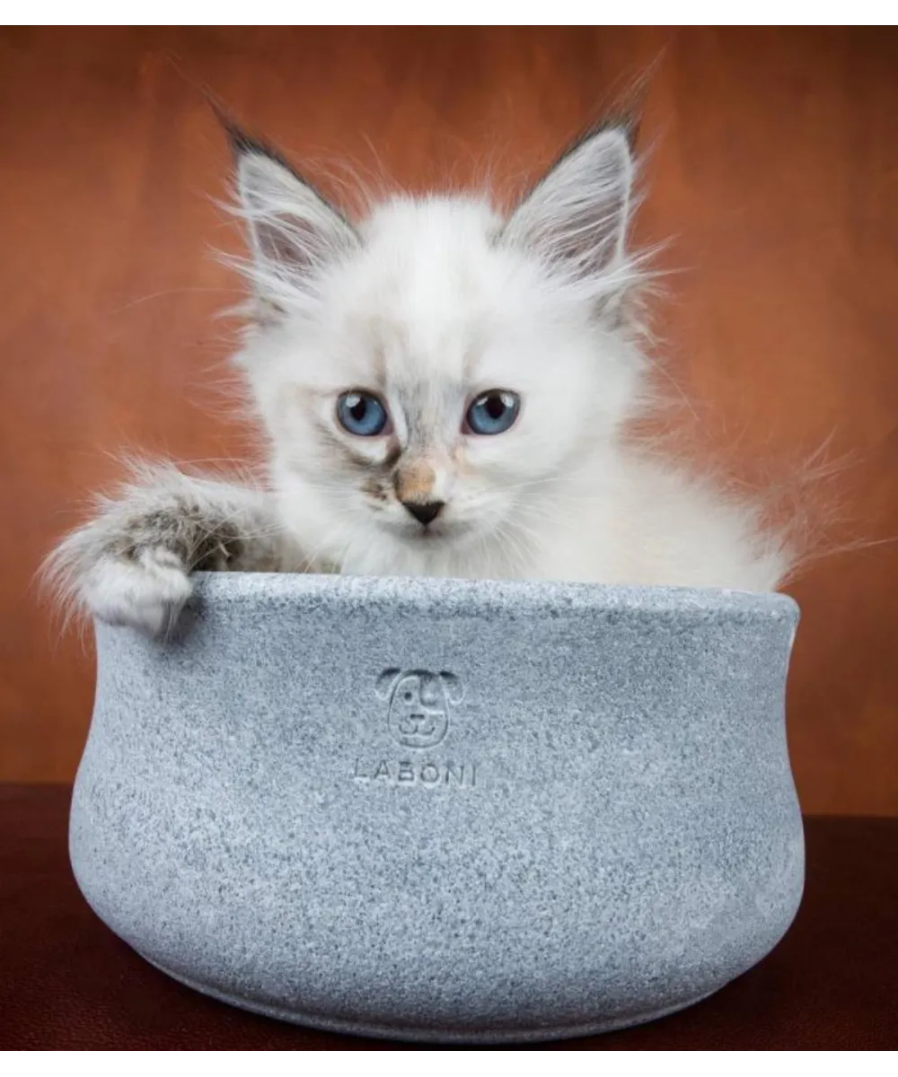 Chat blanc reposant élégamment près d'un panier en feutre pour animal.