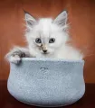 Chat blanc reposant élégamment près d'un panier en feutre pour animal.