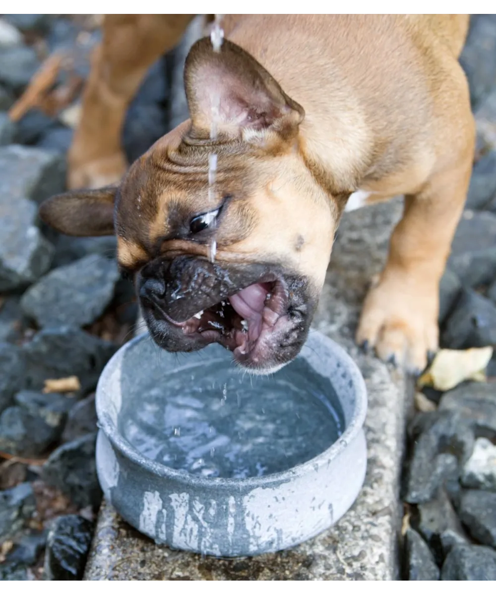 Chien buvant de l'eau fraîche dans la gamelle design en pierre LABONI Rocky.