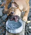 Chien buvant de l'eau fraîche dans la gamelle design en pierre LABONI Rocky.