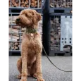 Collier pour Chien en Cuir Kaki - Élégance & Intemporalité