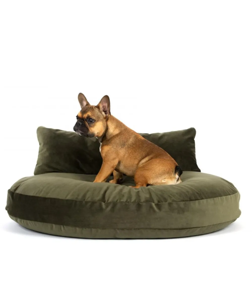 Chien assis sur le coussin Luna Lounge Olive sur fond blanc.