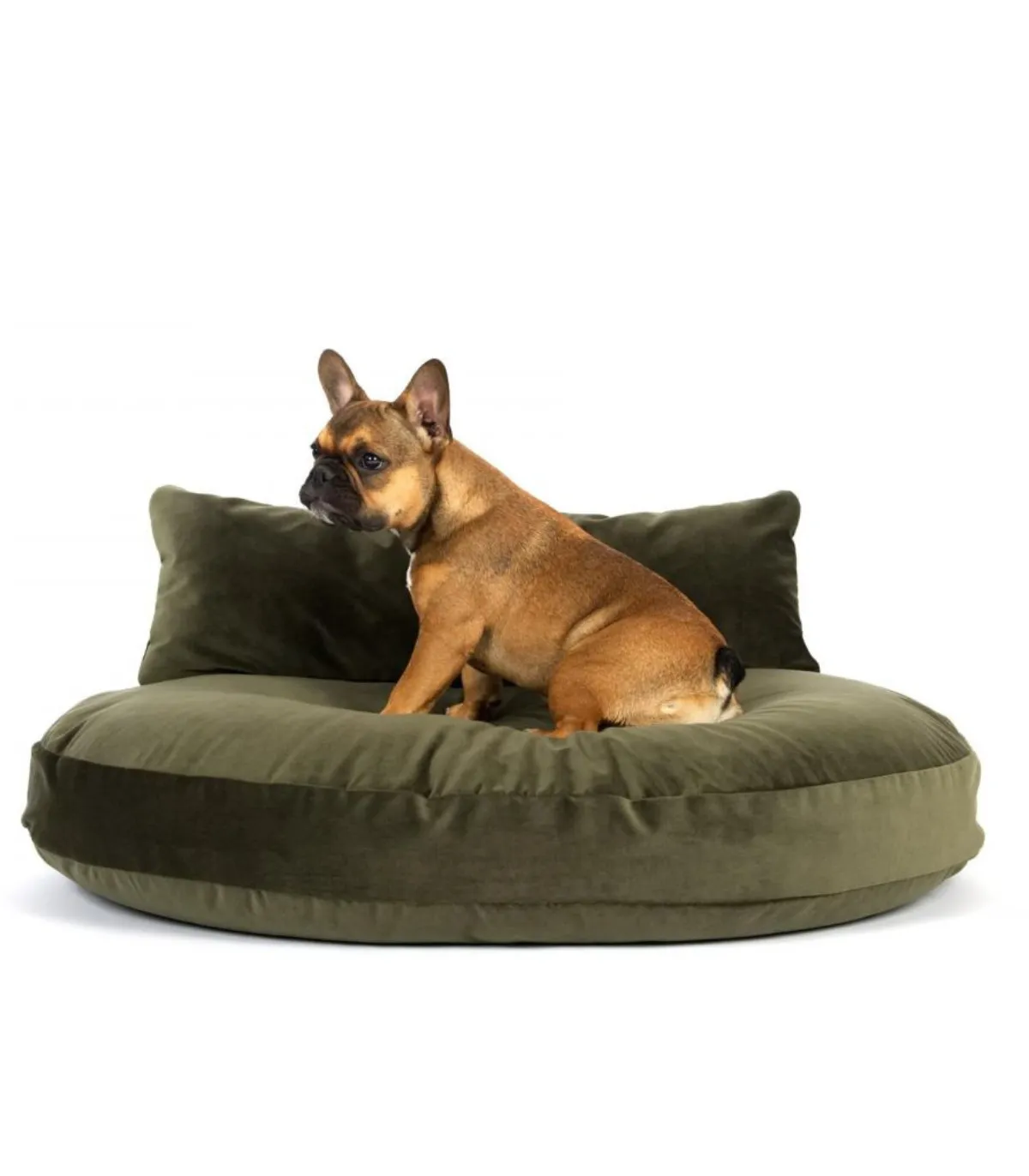 Chien assis sur le coussin Luna Lounge Olive sur fond blanc.