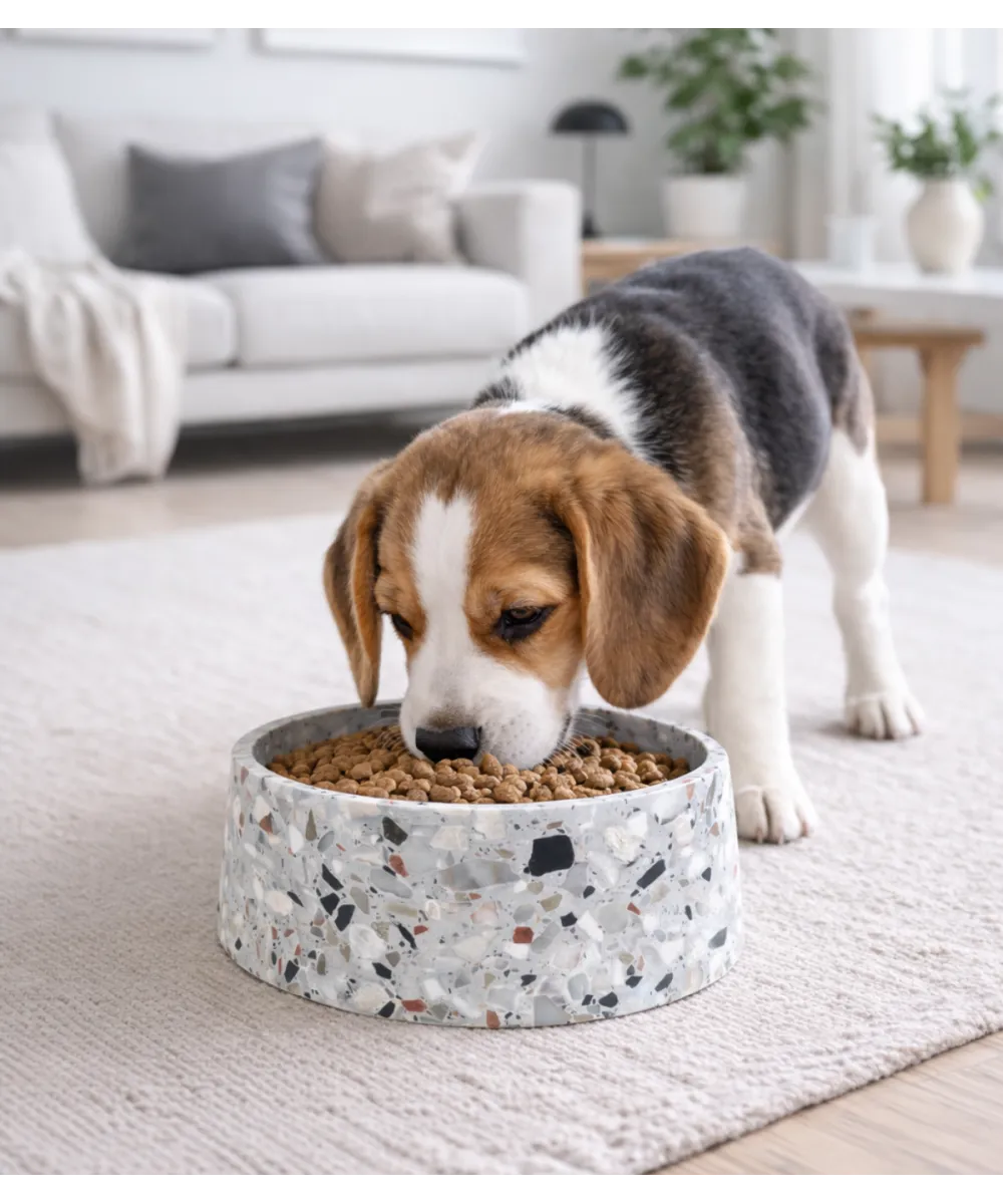 Beagle mangeant dans une gamelle Terrazzo dans le salon