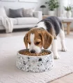 Beagle mangeant dans une gamelle Terrazzo dans le salon