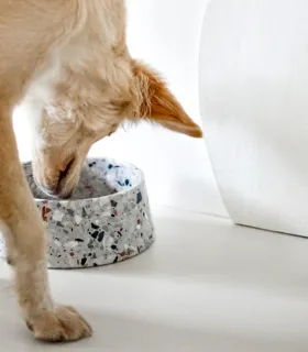 Chat roux mangeant dans une gamelle en pierre naturelle Terrazzo