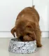 Gamelle en pierre naturelle Terrazzo - Bella concept store dog