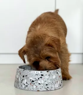 Gamelle en pierre naturelle Terrazzo - Bella concept store dog