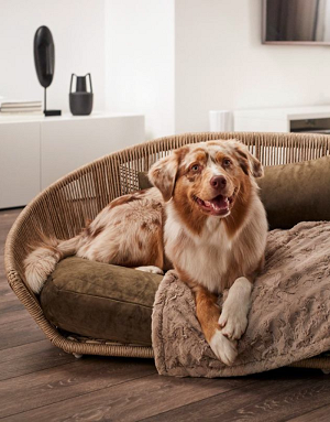 Chien dans lit LABONI Vogue Oxford – cadre en fibre tressée