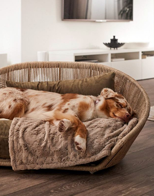 Chien qui dort paisiblement dans le lit Vogue Oxfort Laboni