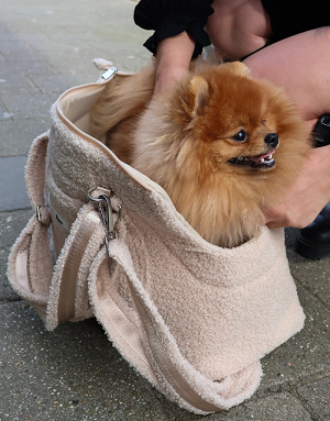 sac de transport Teddy beige pour chien – The Dog Label nl