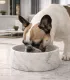 Bouledogue français buvant dans une gamelle en marbre blanc.