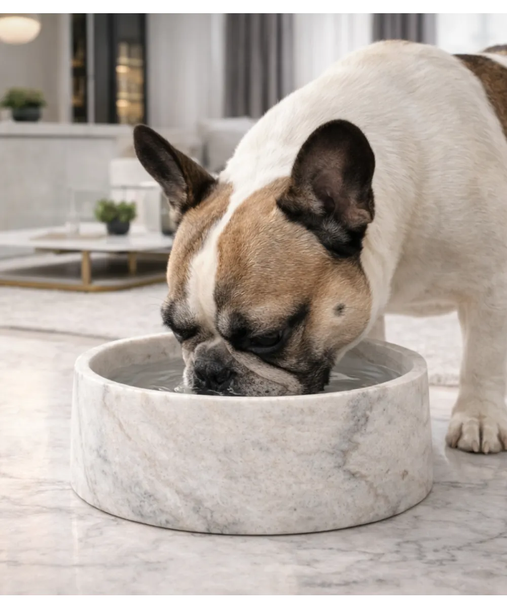 Bouledogue français buvant dans une gamelle en marbre blanc.
