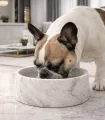 Bouledogue français buvant dans une gamelle en marbre blanc.