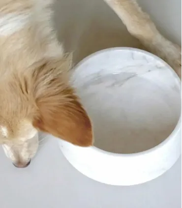 Gamelle en marbre blanc de Carrare pour chien et chat – vue de dessus.