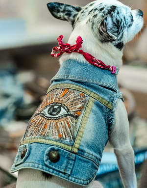 Veste en jean pour chien – Modèle L’Ochju Turchinu porté – Créazione by Nono – Made in Corse