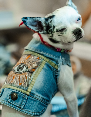 Veste L’Ochju Turchinu sur chien – Création unique Corse – Jean recyclé – Bella Concept Store Dog