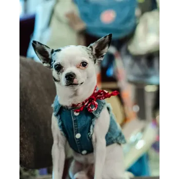 veste jean's chien unique corse Bella Concept Store Dog