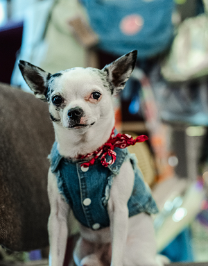 veste jean's chien unique corse Bella Concept Store  Dog