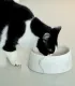 Chat noir et blanc buvant dans une gamelle en marbre de Carrare.