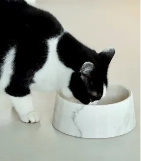 Chat noir et blanc buvant dans une gamelle en marbre de Carrare.