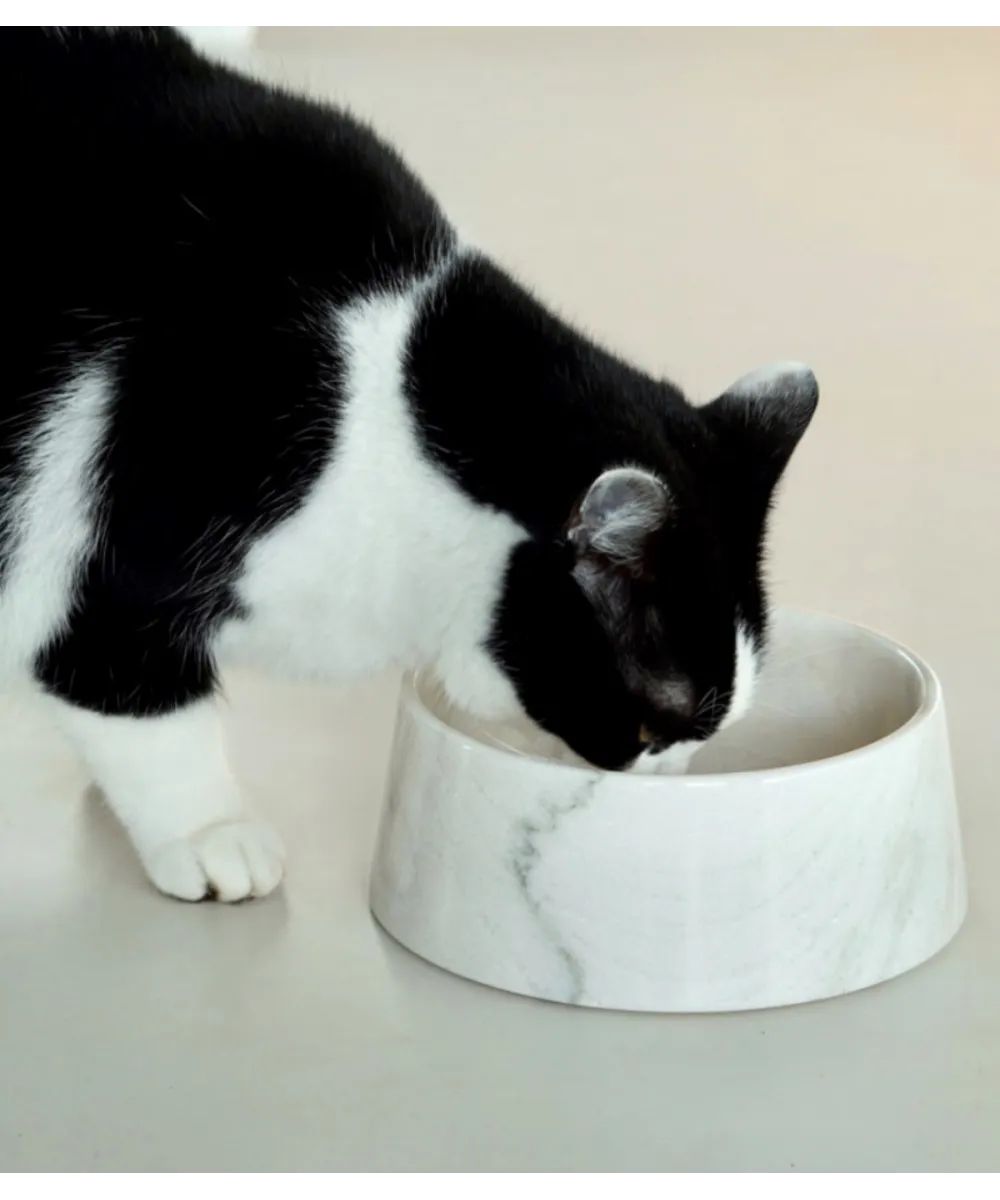 Chat noir et blanc buvant dans une gamelle en marbre de Carrare.