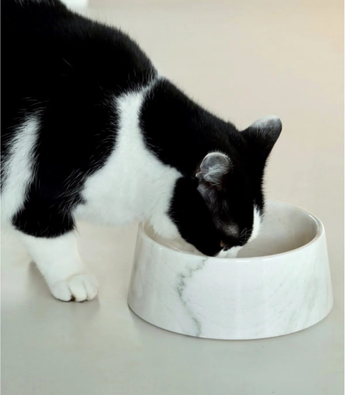 Chat noir et blanc buvant dans une gamelle en marbre de Carrare.