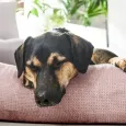 Lit pour chien design Tubor rose - Laboni